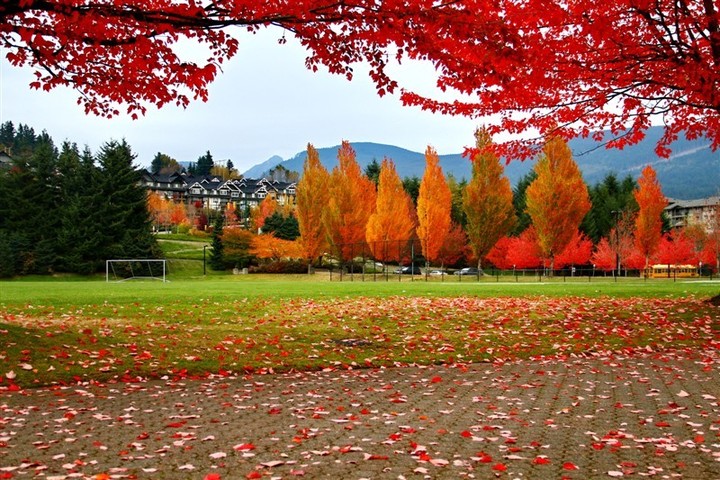 1628850919665353.jpeg 加拿大111.jpeg